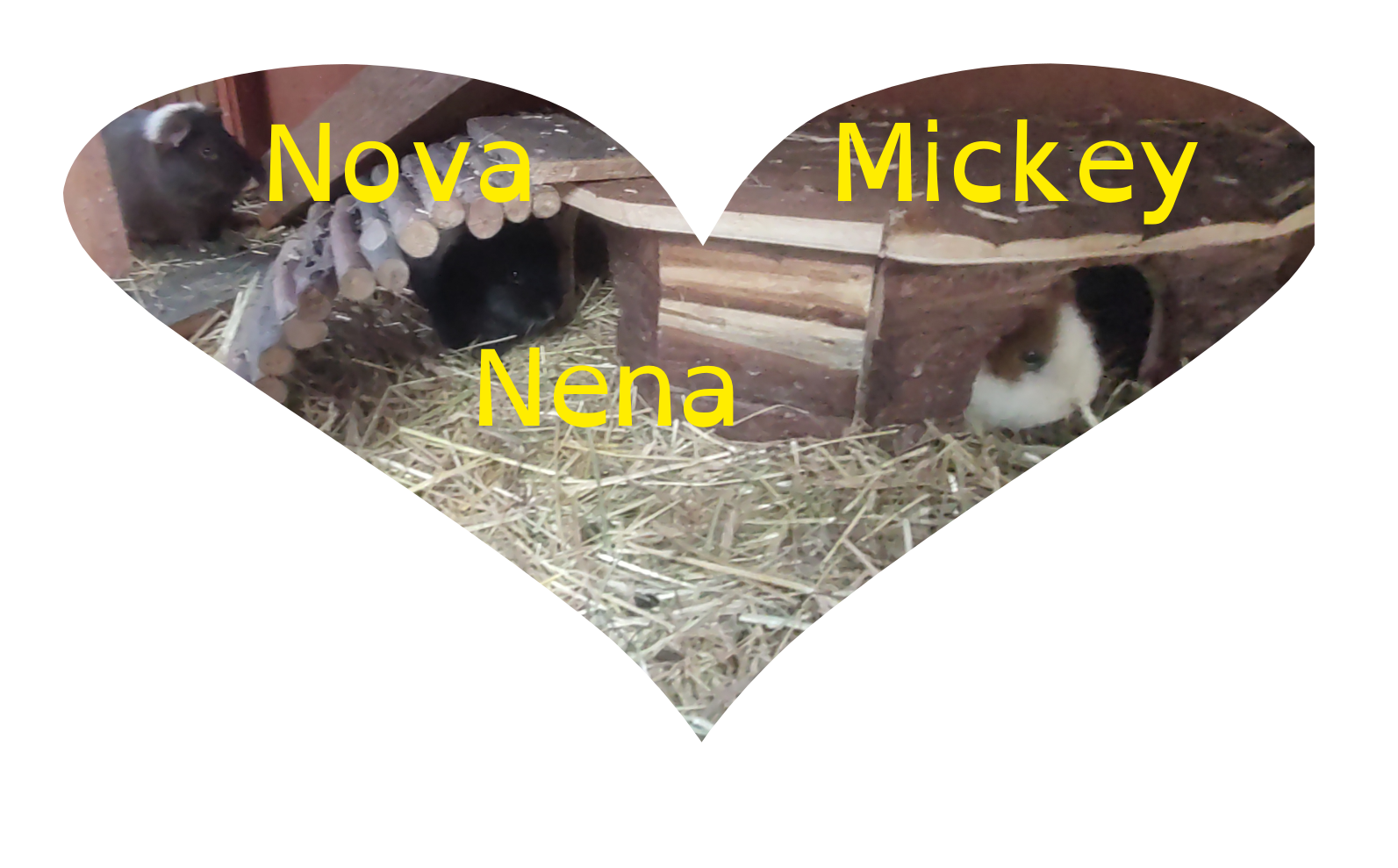 Nieuwe huisgenoten; Mickey, Nova en Nena